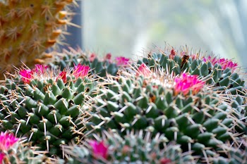 Shallow Focus Photography of Cactus