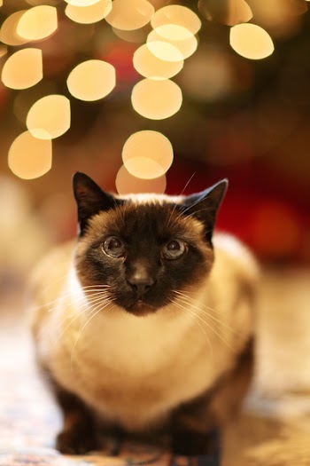 Shallow Focus Photography of Cat