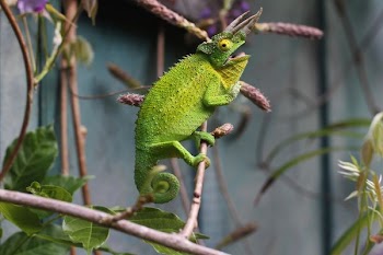 shallow focus photography of chameleon in branch
