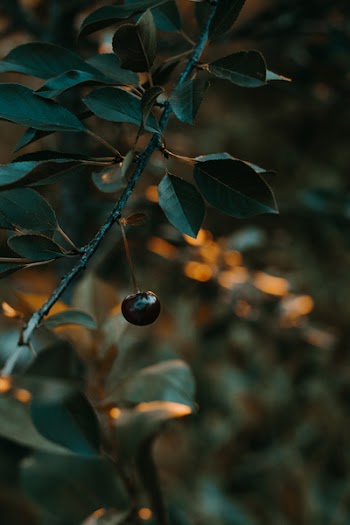 Shallow Focus Photography of Cherry
