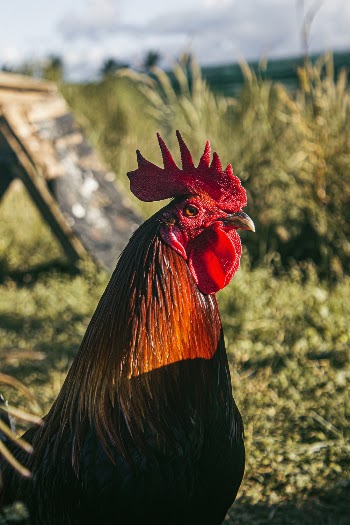 Shallow Focus Photography of Chicken