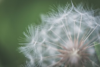 Shallow Focus Photography of Dandelion