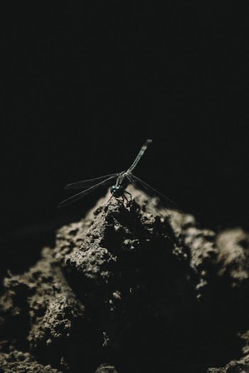 Shallow Focus Photography of Dragonfly on Soil