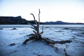 shallow focus photography of drift wood