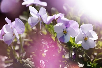 Shallow Focus Photography of Flowers