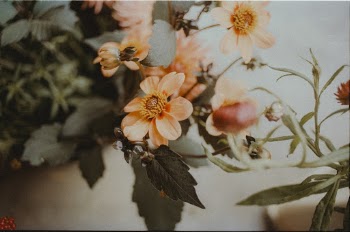 Shallow Focus Photography Of Flowers