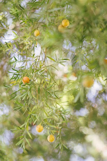 Shallow Focus Photography Of Fruits Of A Tree