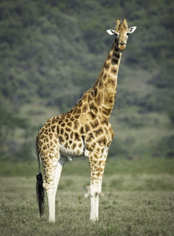Shallow Focus Photography Of Giraffe