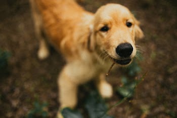 Shallow Focus Photography of Golden Retriever Puppy