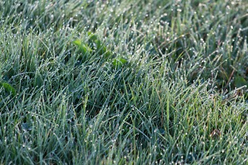 Shallow Focus Photography of Grass Wit Droplets of Water