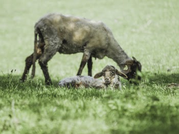 Shallow Focus Photography of Gray Goat