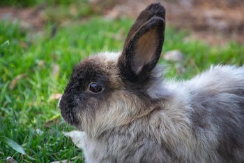 Shallow Focus Photography of Gray Rabbit