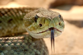 Shallow Focus Photography of Gray Snake With Black Tongue