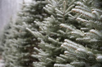 Shallow Focus Photography of Green and White Plants