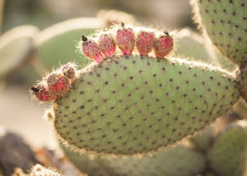 Shallow Focus Photography of Green Cactus Plant With Red Flowers