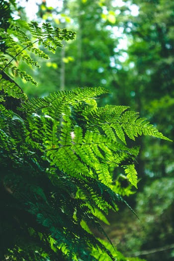 Shallow Focus Photography of Green Ferns