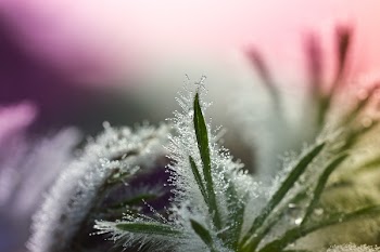 Shallow Focus Photography of Green Grass