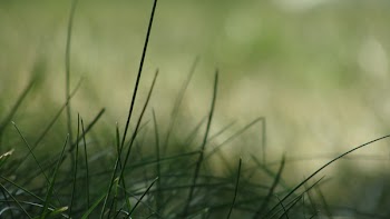 Shallow Focus Photography of Green Grass