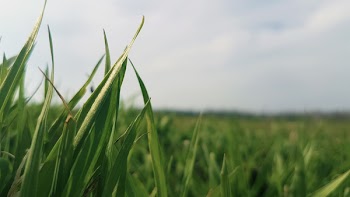 Shallow Focus Photography of Green Grass Field