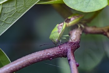 Shallow Focus Photography of Green Insect