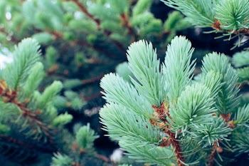 Shallow Focus Photography of Green Leaf