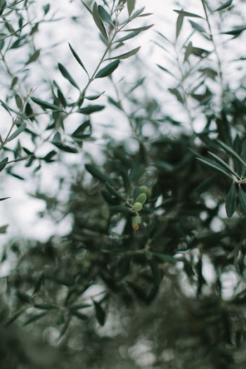 Shallow Focus Photography of Green Leafed Plants