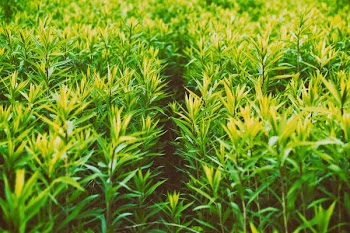 shallow focus photography of green leafed plants