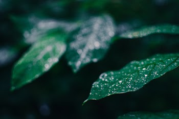 Shallow Focus Photography Of Green Leaves