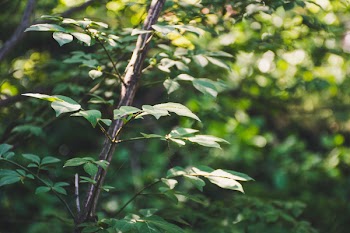 Shallow Focus Photography of Green Leaves