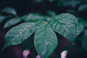 Shallow Focus Photography Of Green Leaves