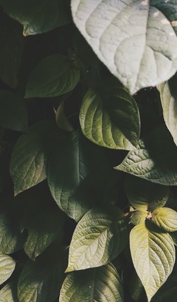 Shallow Focus Photography of Green Leaves