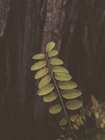 Shallow Focus Photography of Green Leaves