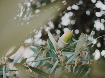 Shallow Focus Photography of Green Plant
