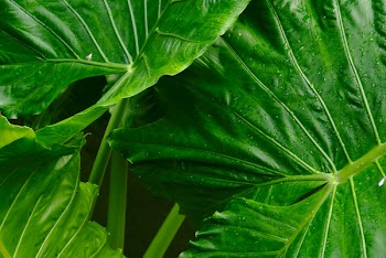 Shallow Focus Photography of Green Plant