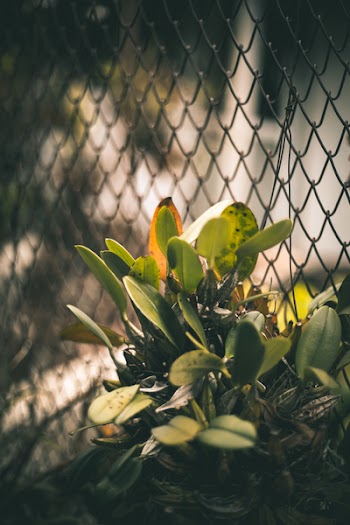 Shallow Focus Photography of Green Plant