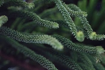 shallow focus photography of green plant