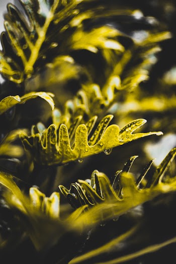 Shallow Focus Photography of Green Plant