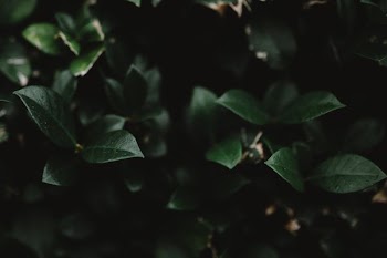 shallow focus photography of green plant