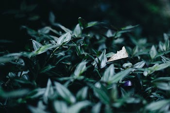 Shallow Focus Photography of Green Plant