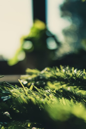 Shallow Focus Photography of Green Plant