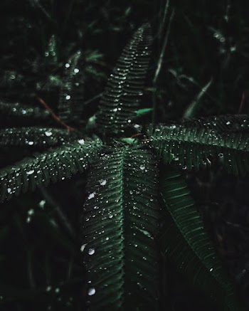 Shallow Focus Photography of Green Plant