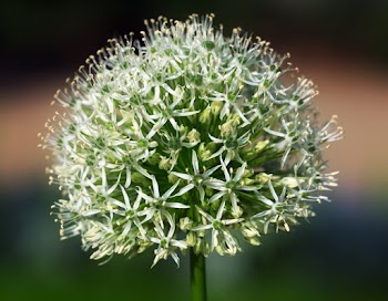 Shallow Focus Photography of Green Plant With White Flower