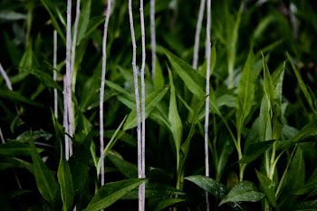shallow focus photography of green plants