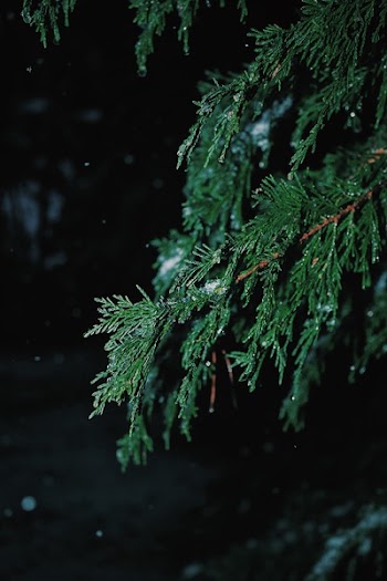 Shallow Focus Photography of Green Spruce Tree