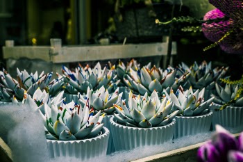 Shallow Focus Photography of Green Succulent Plants
