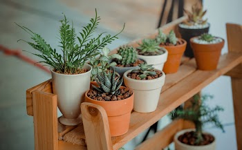 Shallow Focus Photography of Green Succulent Plants on Pot