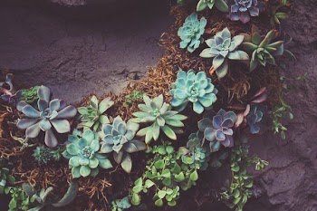shallow focus photography of green succulent plants top-view photography