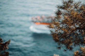 Shallow Focus Photography of Green Tree Near Body of Water