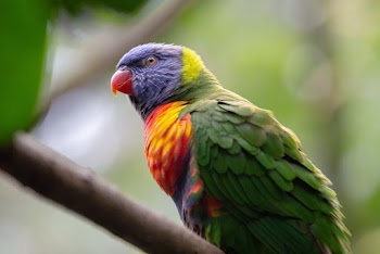 Shallow Focus Photography of Green, Yellow, and Blue Bird
