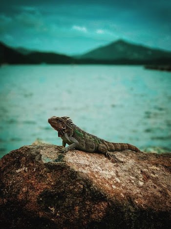 shallow focus photography of iguana on top of rock